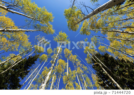 wide angle view looking up at autumn aspens wide angle view looking up at autumn aspens 71444720