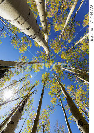 wide angle view looking up at autumn aspens wide angle view looking up at autumn aspens 71444722
