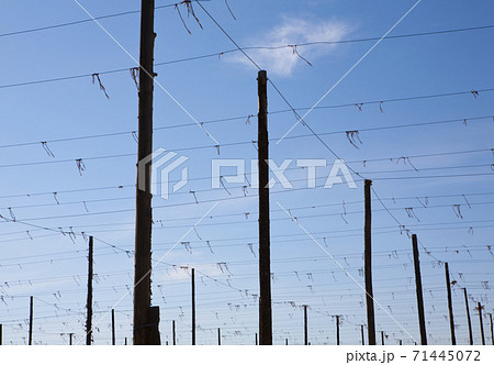 Set of tall posts arranged in rows, with overhead wires, low angle view 71445072