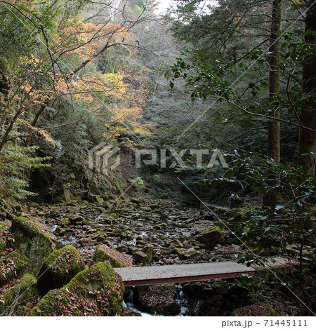 赤目四十八滝 三重県 紅葉 赤目四十八滝 三重県 紅葉 71445111