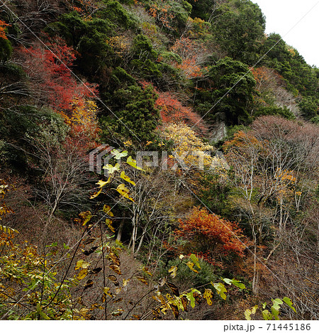 赤目四十八滝 三重県 紅葉 赤目四十八滝 三重県 紅葉 71445186