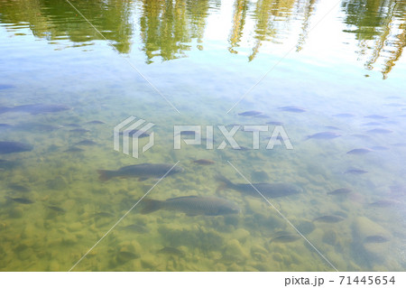 鯉 魚 池 71445654