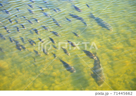 鯉 魚 池 71445662