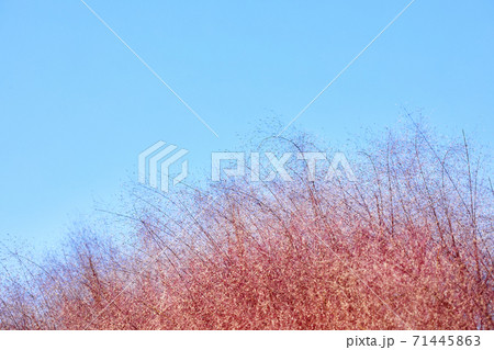 デプサリ ピンクミュルリ ピンク 71445863