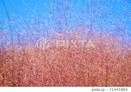 ピンク 植物 クローズアップ 71445864