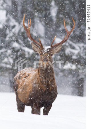 Vital red deer stag standing in deep snow and looking into the camera in winter 71446411