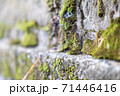 石段に生える苔 71446416