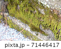 石段に生える苔 71446417