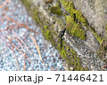 石段に生える苔 71446421