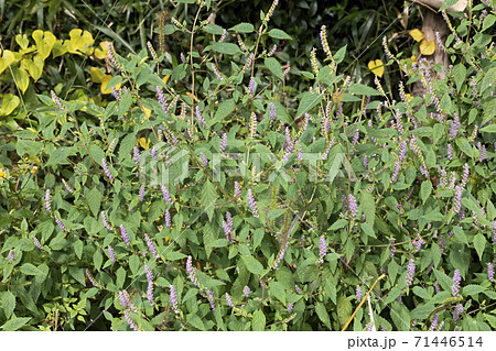 ナギナタコウジュ 71446514