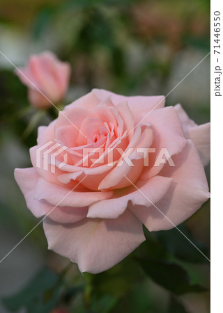 バラ ブライダル ピンク の写真素材
