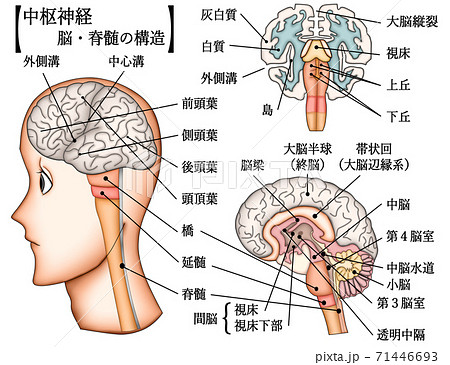 中枢神経 脳 脊髄 構造 イラスト セット 説明付きのイラスト素材