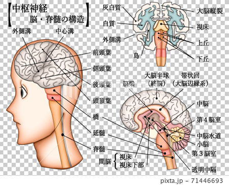 中枢神経 脳 脊髄 構造 イラスト セット 説明付きのイラスト素材