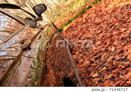 秋のブナ林 紅葉 自動車 ドライブ イメージ 秋のブナ林 紅葉 自動車 ドライブ イメージ 71446717