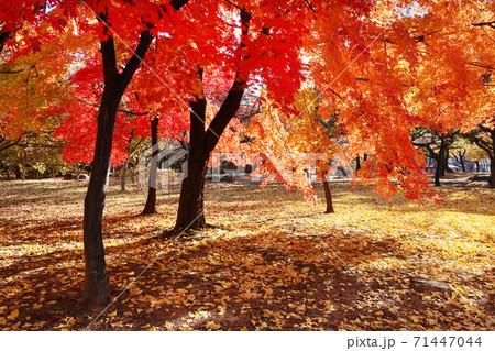 紅葉 秋 落葉 71447044