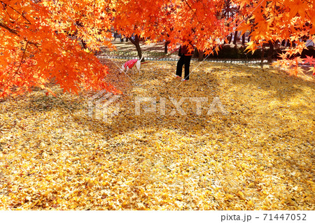 紅葉 秋 落葉 71447052