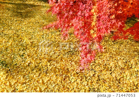 紅葉 秋 落葉 71447053