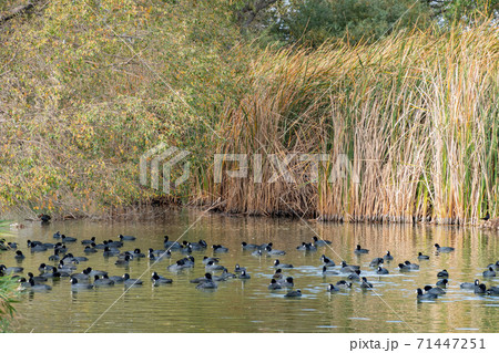Many Eurasian coot swimming in the Floyd Lamb Park Many Eurasian coot swimming in the Floyd Lamb Park 71447251