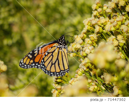 Close up shot of the beautiful monarch butterfly 71447302