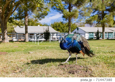 Peacock walking around in the Floyd Lamb Park Peacock walking around in the Floyd Lamb Park 71447380