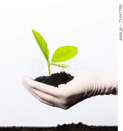 Hand of woman wear rubber gloves holding plant with soil Hand of woman wear rubber gloves holding plant with soil 71447700