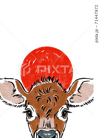 ジャージー牛の仔牛の頭越しに日の出をアップにトリミング　版画風 71447872