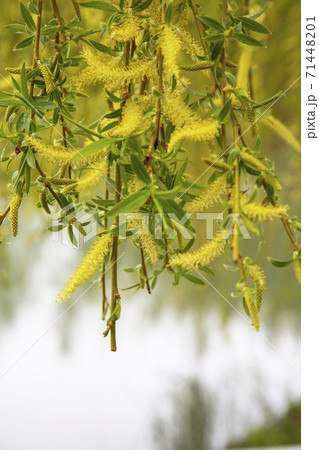 Willow by the water with a reflection. Flowering willow in early spring. Yellow stamens and you on the branches. 71448201