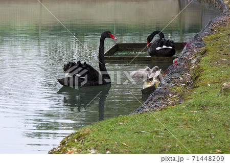 Black swans with their offspring swim on the lake. Small gray children of black swans with their parents. Black swans with their offspring swim on the lake. Small gray children of black swans with their parents. 71448209