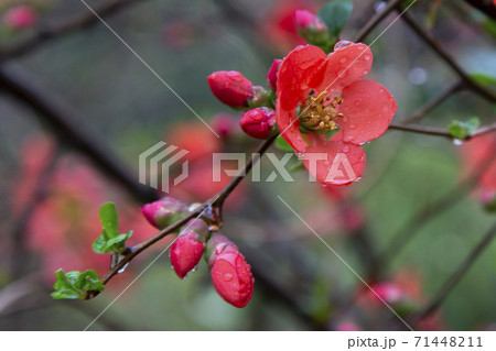 Japanese quince Chaenomeles Japonica blooming. Red flowers on the branch of a Bush under the water droplets. Spring. Japanese quince Chaenomeles Japonica blooming. Red flowers on the branch of a Bush under the water droplets. Spring. 71448211
