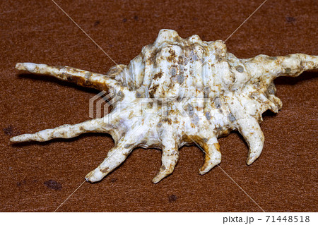 フシデサソリ 71448518