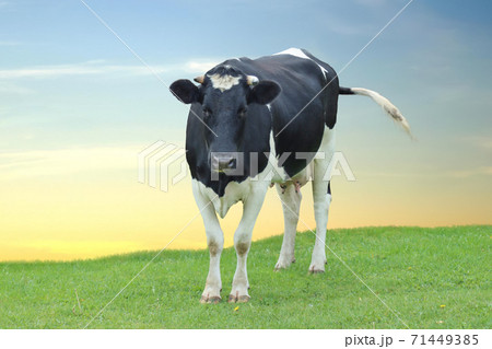 Dairy cow grazing in the meadow. 71449385