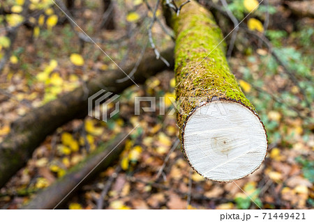saw-cut of fallen tree in wet forest in autumn saw-cut of fallen tree in wet forest in autumn 71449421