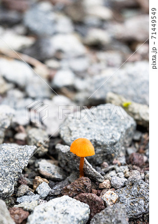 キツネタケ キノコ ザレ場 石 キツネタケ キノコ ザレ場 石 71449549