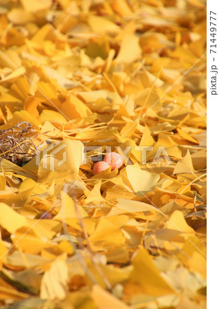 イチョウ・落ち葉 イチョウ・落ち葉 71449777
