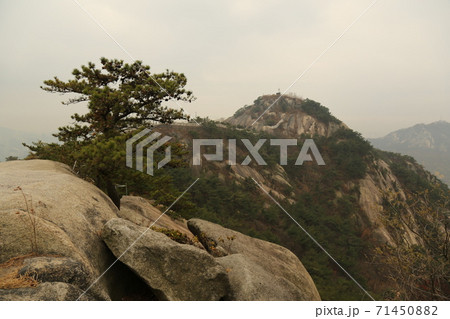 樹木 山 木 71450882