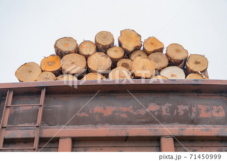 A logging train at the sawmill hauls stacked wooden logs and tree trunks. A train with felled trees. The train on the territory of the woodworking plant. A logging train at the sawmill hauls stacked wooden logs and tree trunks. A train with felled trees. The train on the territory of the woodworking plant. 71450999