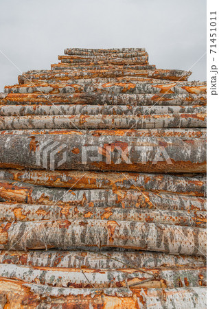 Tree wooden logs in woodworking factory. Wood storage for industry. Felled tree trunks. Cut tree trunk logs stacked prepared. Tree wooden logs in woodworking factory. Wood storage for industry. Felled tree trunks. Cut tree trunk logs stacked prepared. 71451011