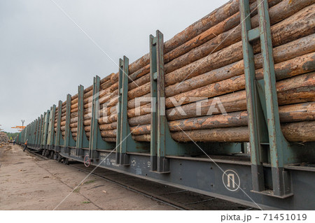 A logging train at the sawmill hauls stacked wooden logs and tree trunks. A train with felled trees. The train on the territory of the woodworking plant. 71451019