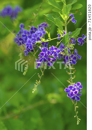 デュランタ デュランタ 71451620