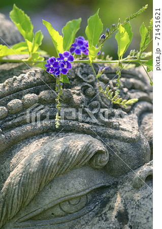 デュランタ 71451621