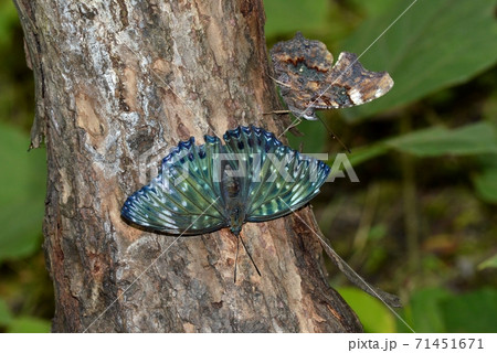 スミナガシ蝶とルリタテハ蝶 71451671