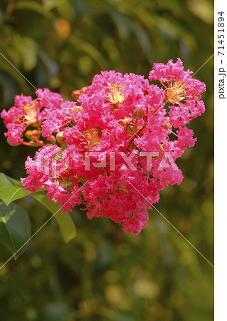 サルスベリ　 71451894