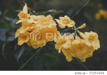 Blossoms of Yellow Trumpetbush and bee 71451926