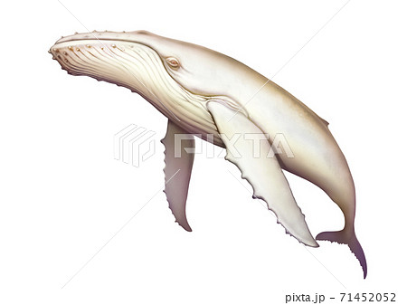 Humpback Albino Whale Realistic Illustration のイラスト素材