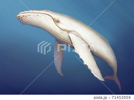 Whale albino under water realistic illustration of a copis. Humpback albino whale in the open sea. 71452059
