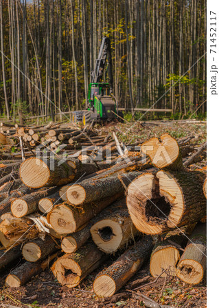 Large stack of firewood piled flawlessly in huge woodpile. Perfectly stacked wood logs after being seasoned. Big felled, chopped and sawed tree trunks stored in timber yard 71452117