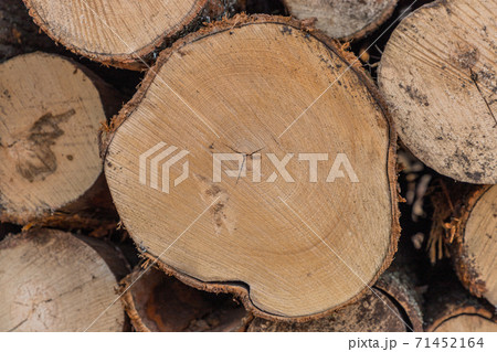 Tree wooden logs. Wood storage for industry. Felled tree trunks. Panorama of firewood cut tree trunk logs stacked prepared. Deforestation for Industrial production. 71452164