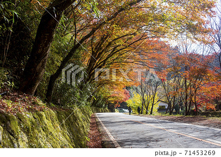 紅葉のトンネル 深耶馬渓ひさしもみじの写真素材