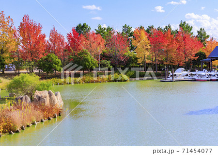 明石海峡公園　紅葉と秋の花々 71454077