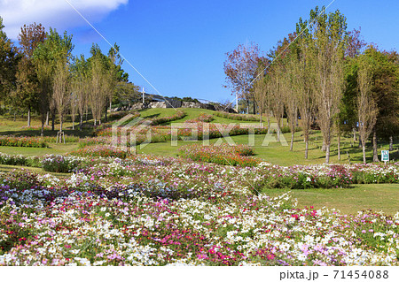明石海峡公園 紅葉と秋の花々 明石海峡公園 紅葉と秋の花々 71454088